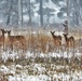 2021 gun-deer hunt set for Nov. 20-28 at Fort McCoy