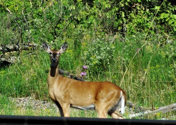 Fort McCoy holds 20th successful special deer hunt for people with disabilities