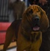 319th Security Forces Squadron partners with local law enforcement during military working dog training day