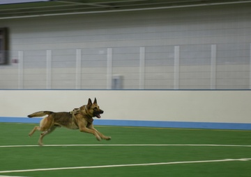 319th Security Forces Squadron partners with local law enforcement during military working dog training day