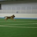 319th Security Forces Squadron partners with local law enforcement during military working dog training day