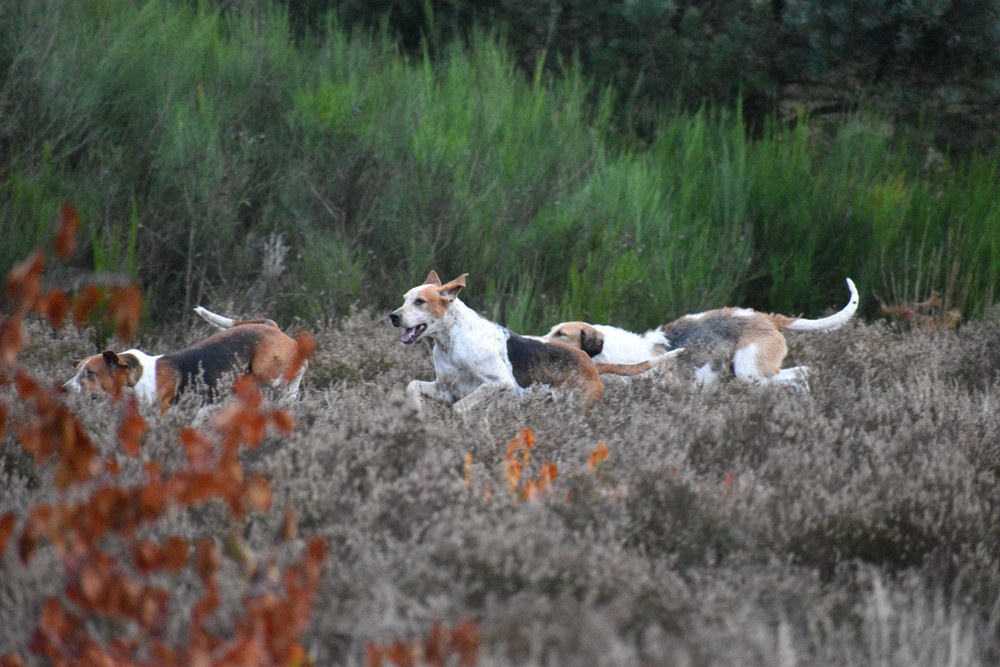 Hounds chase a scent