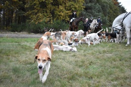 Hunting hounds take breather