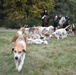 Hunting hounds take breather