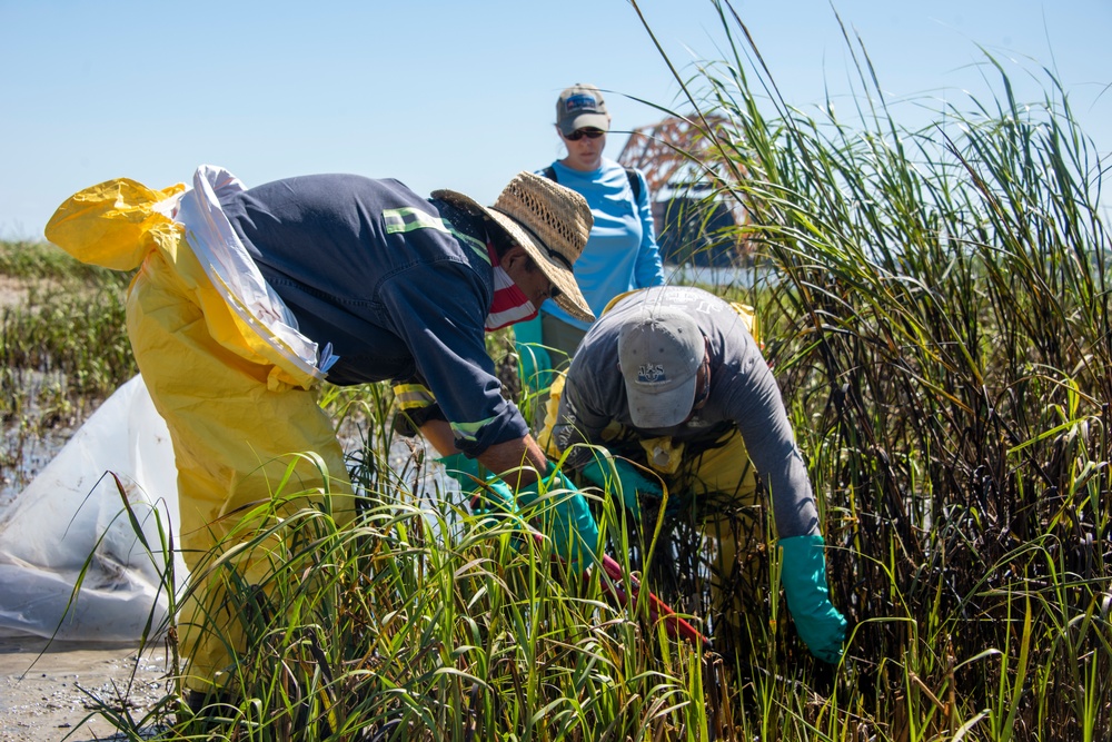 A response shoreline clean-up team removes oiled spartina grass