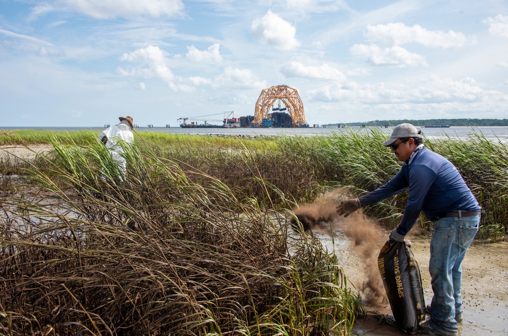 A shoreline clean-up team reapplies sphagnum moss on oiled marsh