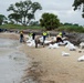 Several shoreline clean-up teams remove oil