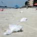 Bags of oiled sand await pickup by shoreline clean-up teams