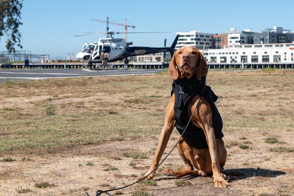 Coast Guard K9 poses for a photo