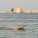 11th MEU ADRD, Task Force 59 conduct unmanned surface vessel training in Bahrain