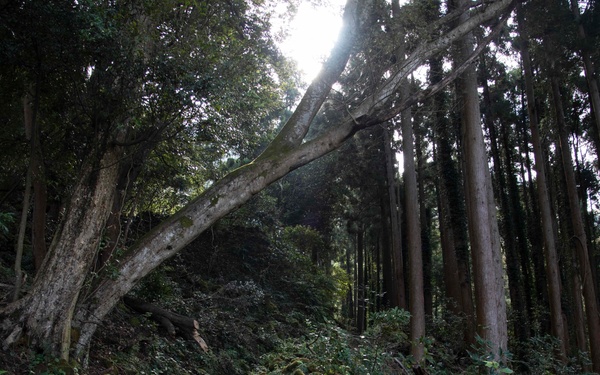 A Venture Up Mt. Nokogiriyama