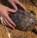 Tortoise release