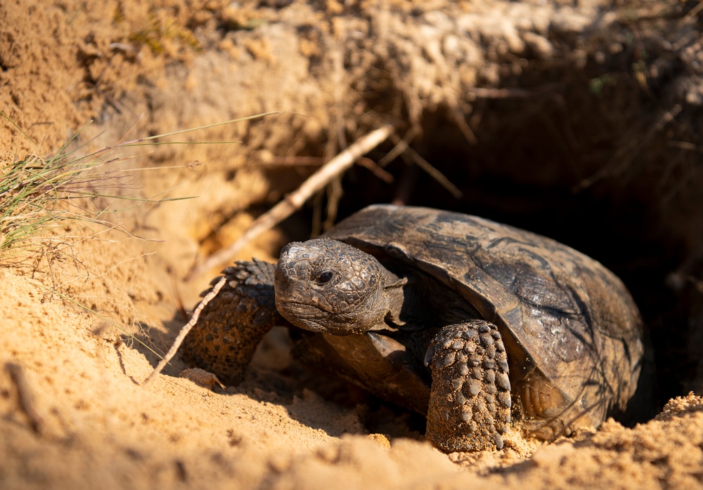 DVIDS - Images - Tortoise release [Image 8 of 10]