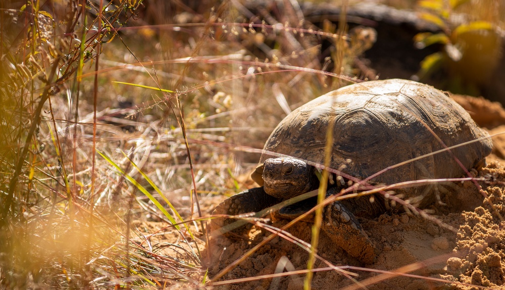 DVIDS - Images - Tortoise release [Image 9 of 10]