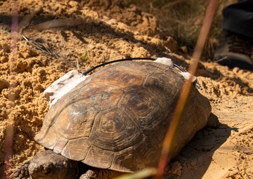 Recent gopher tortoise relocations grows Eglin population