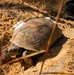 Tortoise release