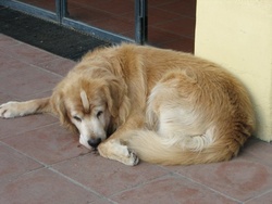 Dog [Image 3 of 9]