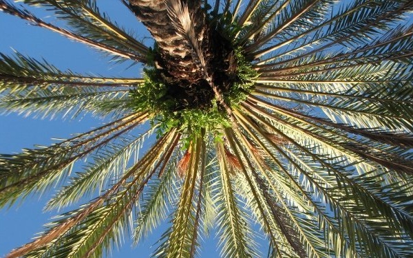 Palm tree