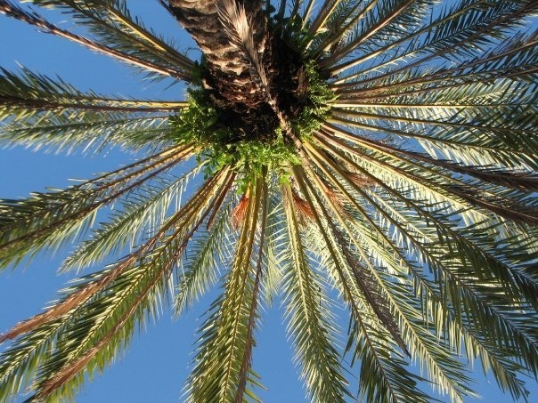 Palm tree