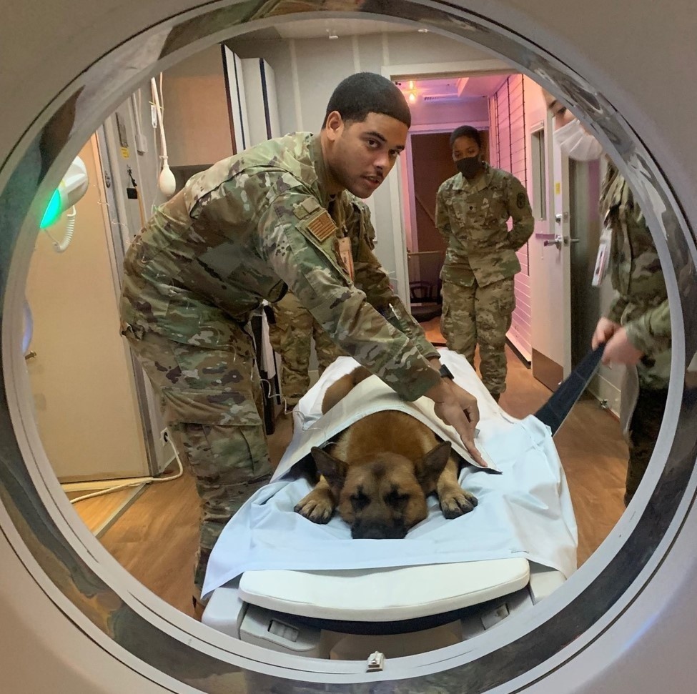 Military Working Dog Tek Receives Computed Tomography Scan