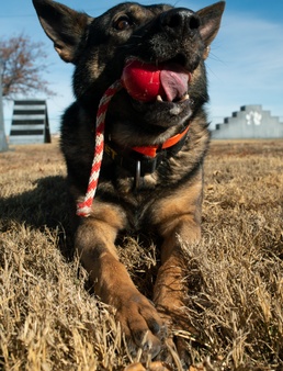 MWD Fulda retires after 7 (human) years