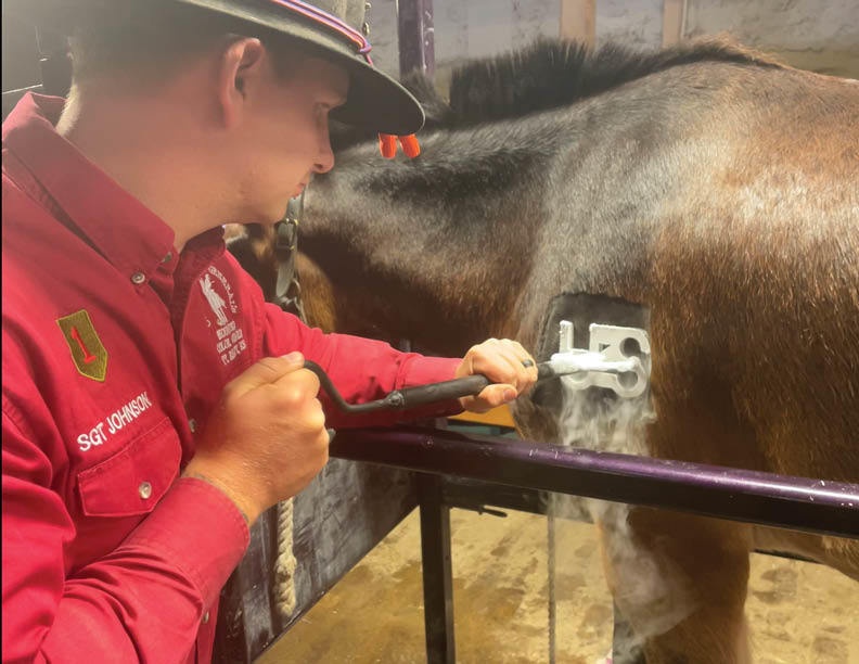 Fort Riley, K-State join up to provide equine care