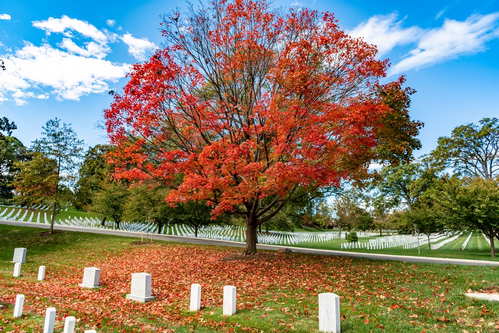 Fall Foliage at Arlington National Cemetery - 2021