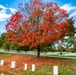 Fall Foliage at Arlington National Cemetery - 2021