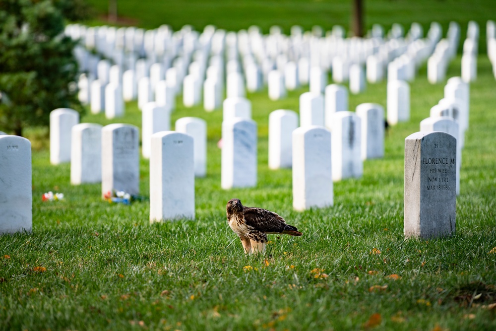 Fall Foliage at Arlington National Cemetery - 2021