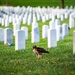 Fall Foliage at Arlington National Cemetery - 2021