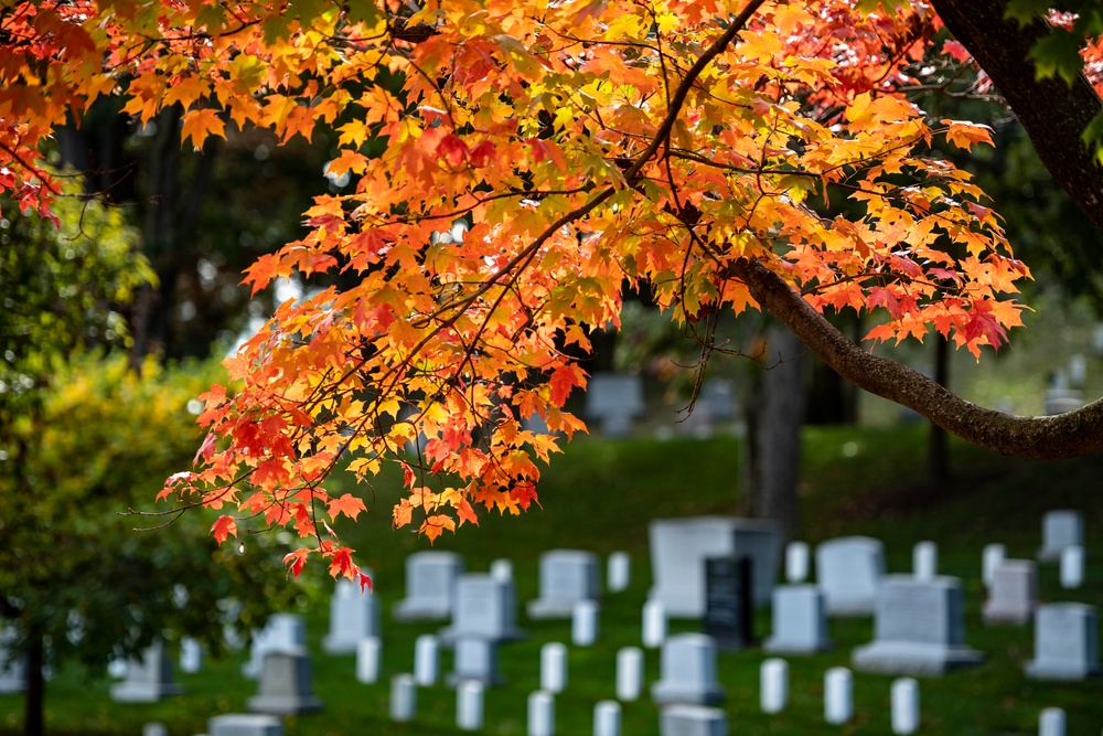 Fall Foliage at Arlington National Cemetery - 2021