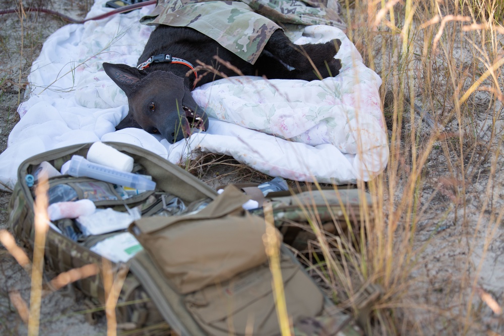 EOD technicians, MWD handlers participate in joint training