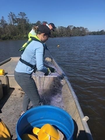ERDC, The University of Southern Mississippi work to re-establish Gulf reefs