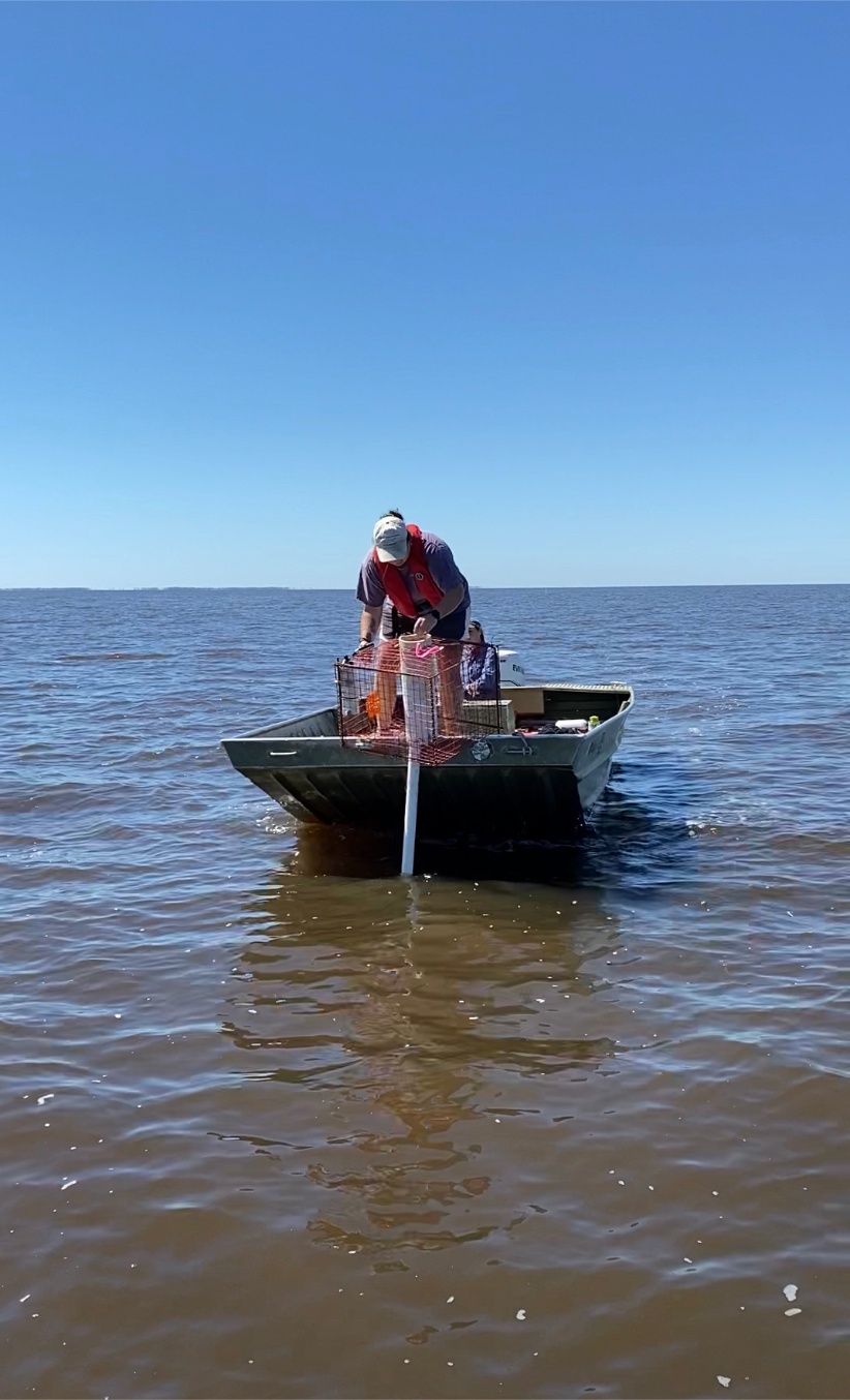 ERDC, The University of Southern Mississippi work to re-establish Gulf reefs