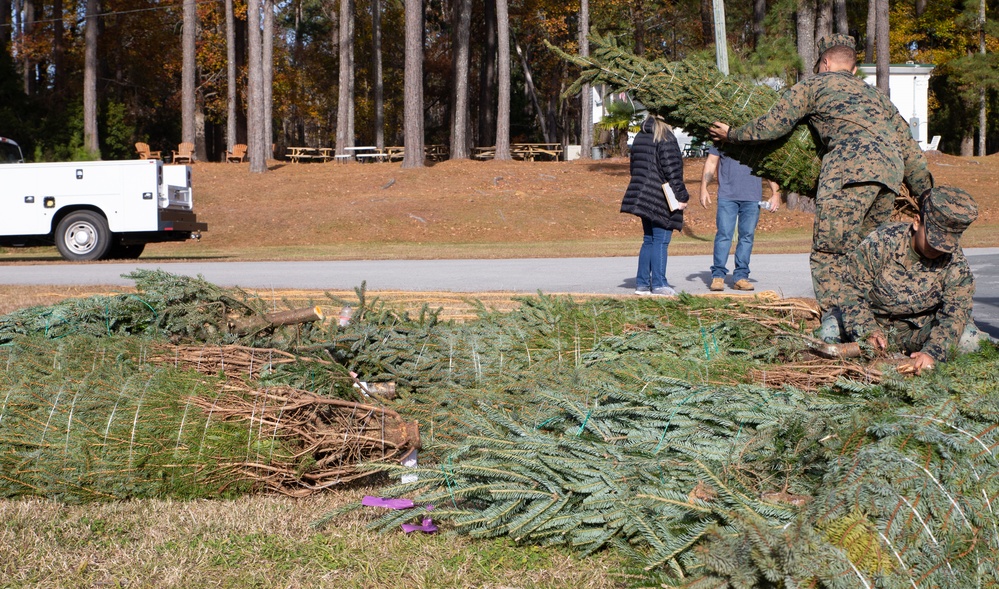 O Christmas tree, O Christmas tree…