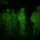 Night Movement