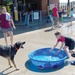 Pool season closes with Dog Splash