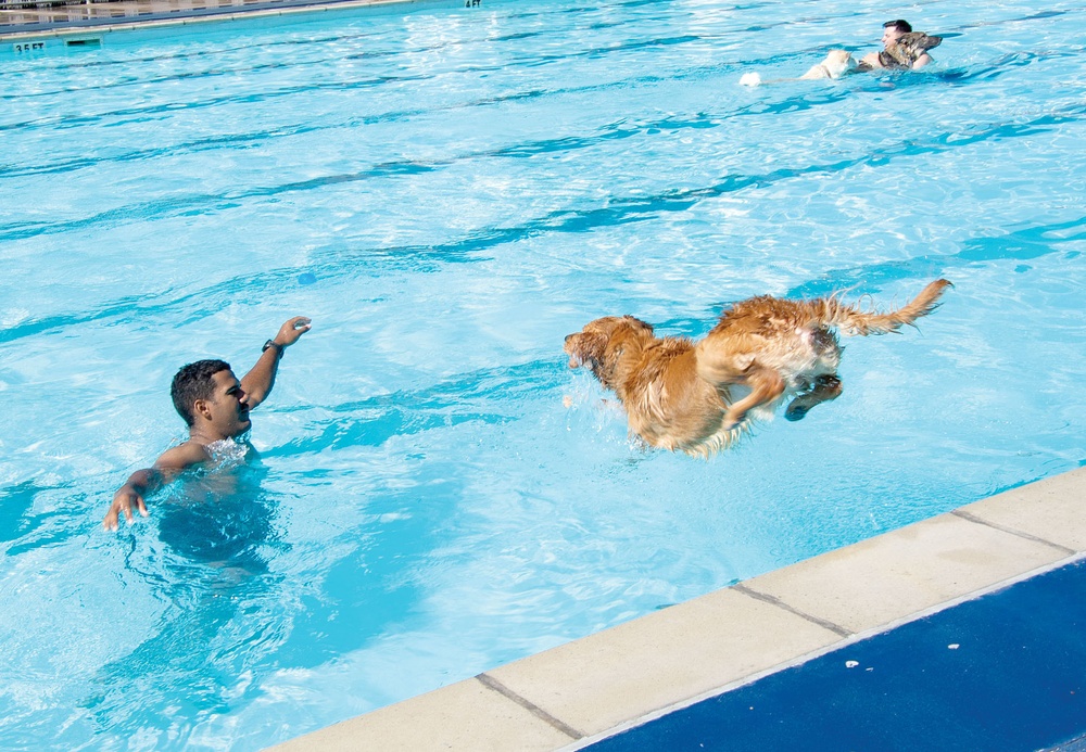 Pool season closes with Dog Splash