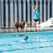 Pool season closes with Dog Splash