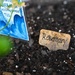 Thyme to spread happiness