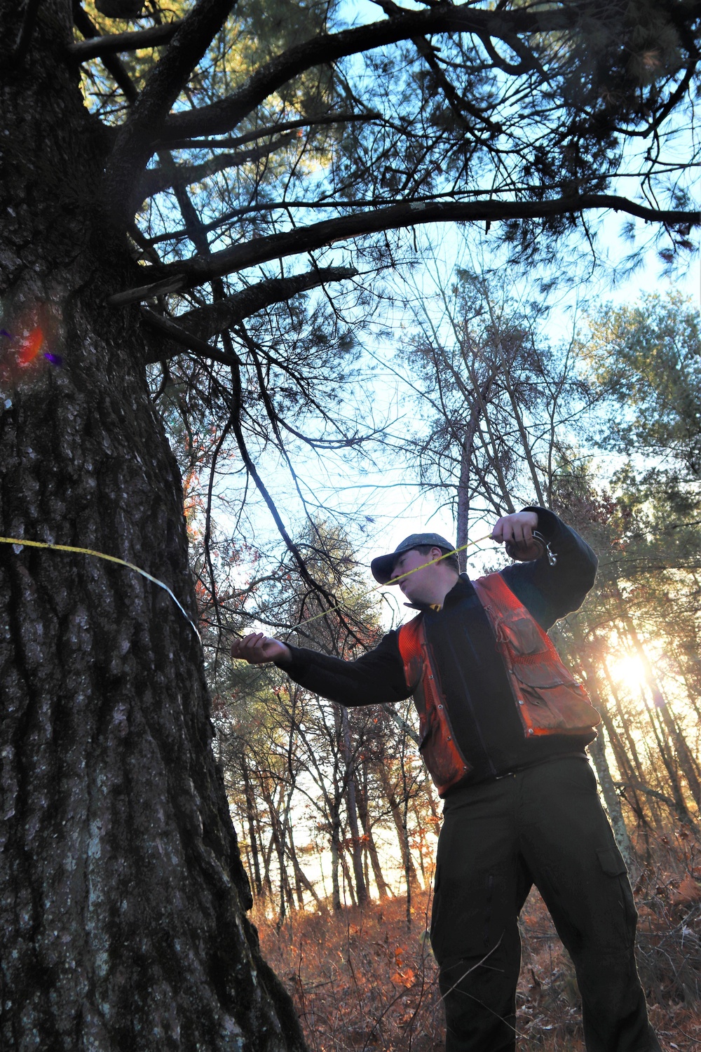 Century-old tree documented in Fort McCoy’s Pine View Recreation Area