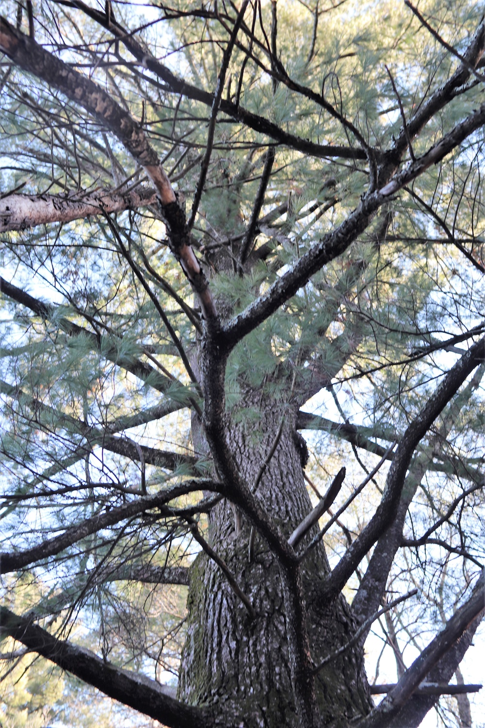 Century-old tree documented in Fort McCoy’s Pine View Recreation Area