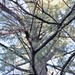 Century-old tree documented in Fort McCoy’s Pine View Recreation Area