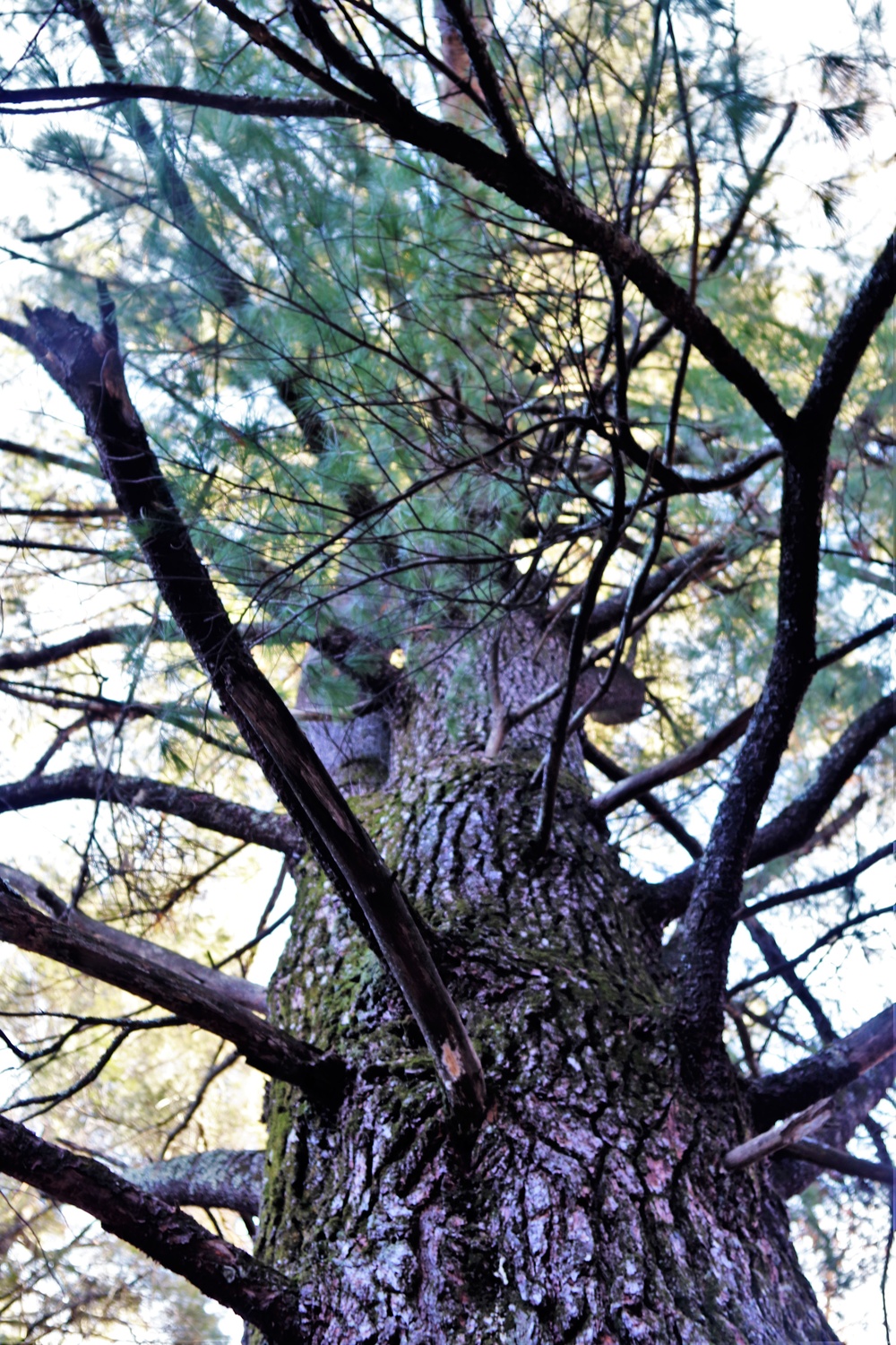 Century-old tree documented in Fort McCoy’s Pine View Recreation Area