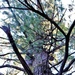 Century-old tree documented in Fort McCoy’s Pine View Recreation Area