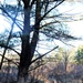 Century-old tree documented in Fort McCoy’s Pine View Recreation Area