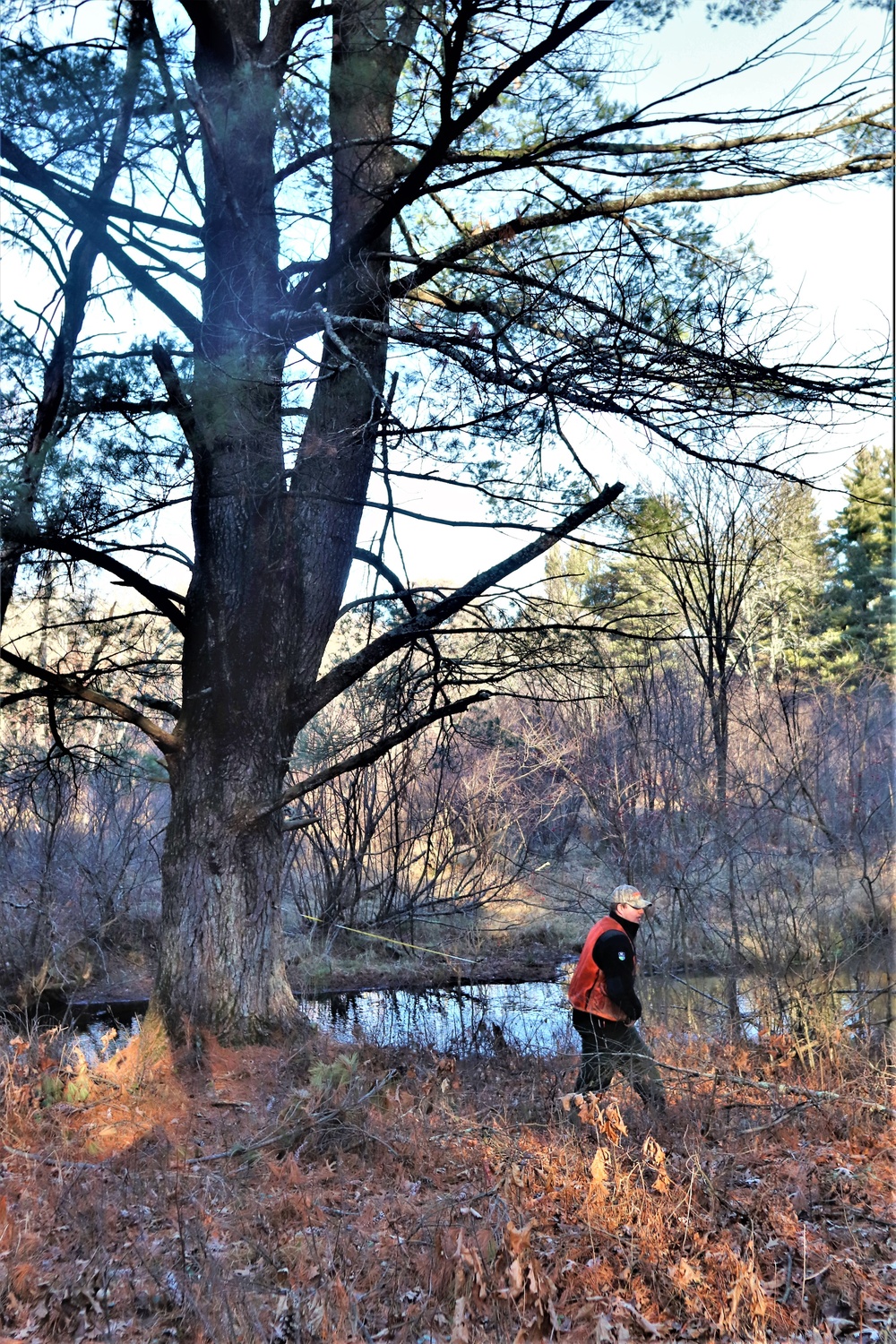 Century-old tree documented in Fort McCoy’s Pine View Recreation Area