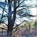 Century-old tree documented in Fort McCoy’s Pine View Recreation Area