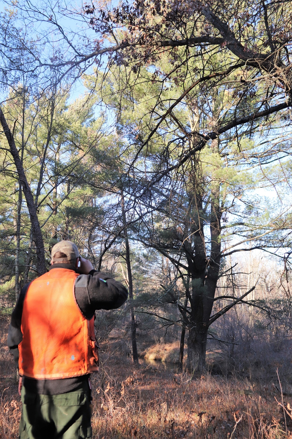 Century-old tree documented in Fort McCoy’s Pine View Recreation Area