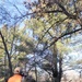 Century-old tree documented in Fort McCoy’s Pine View Recreation Area